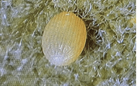 Magnified monarch butterfly egg