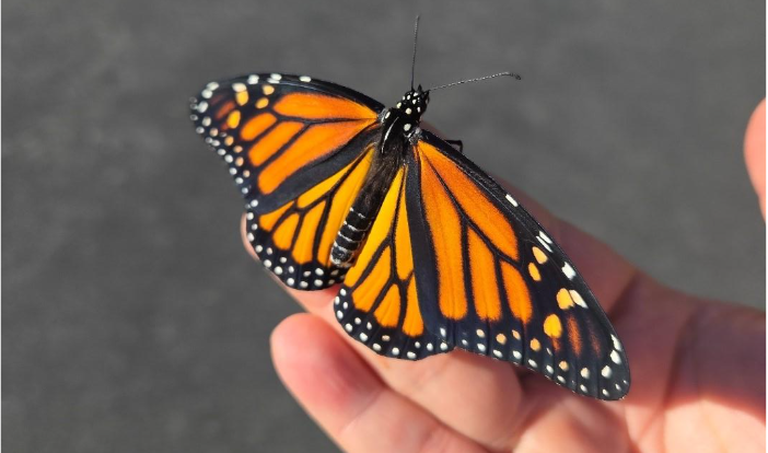 Monarch Migration