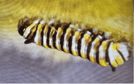 Magnified monarch instar