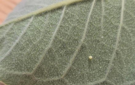 Monarch egg adhered to a milkweed leaf