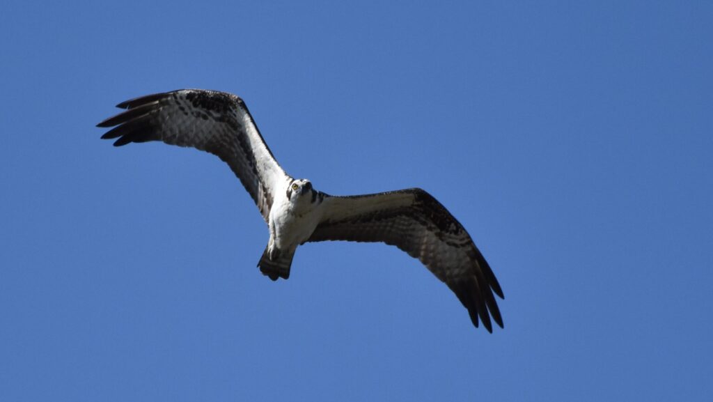 A large black and white bird flies in a clear blue sky.