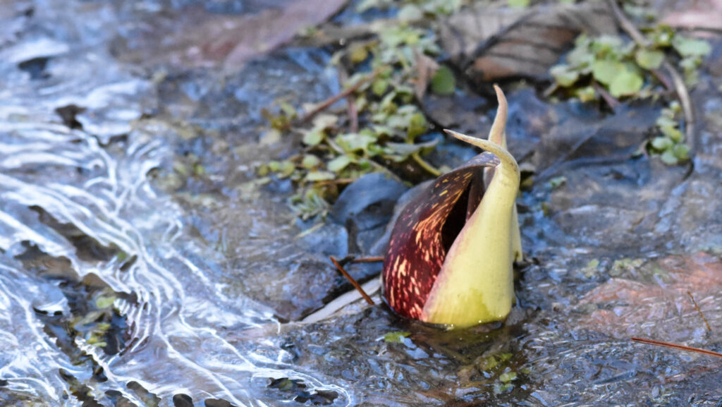 A green and red plant pokes out of brownish water.