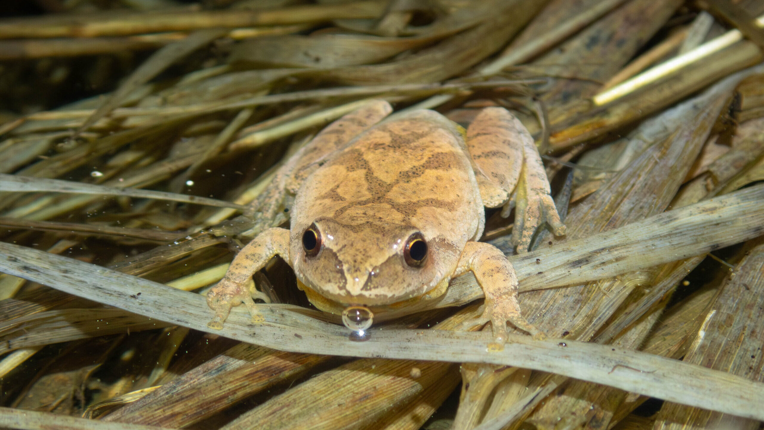 Screening and Q&A — Wild Hope: The Frog Ark