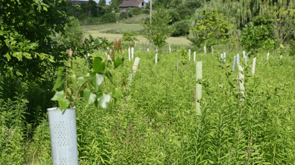 Young trees in plastic tubes amidst a lush green field